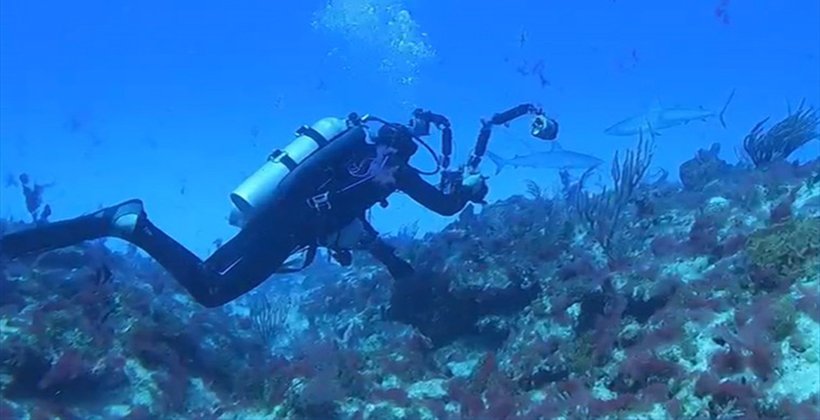Diving with sharks in Bavaro Punta Cana Dominican Republic. An ultimate experience!
